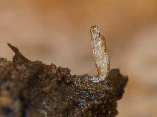 Trichocera annulata