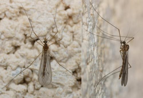Trichocera annulata