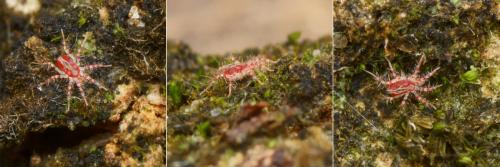 Erythracarus pyrrholeucus