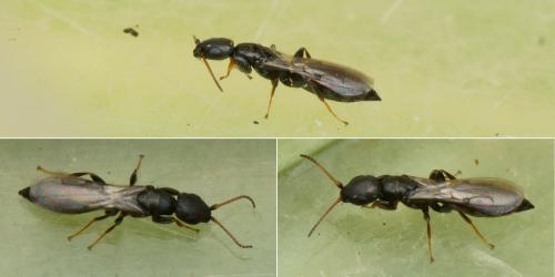 Réf. 134 161 : Bethylus dendrophilus