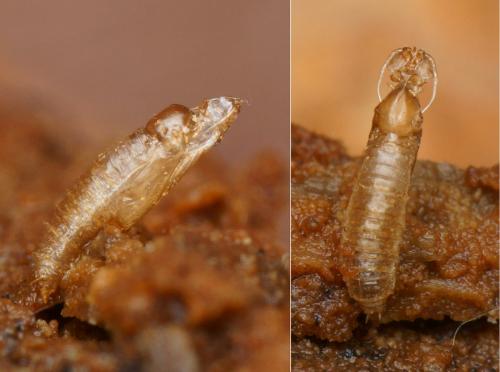 Trichocera annulata