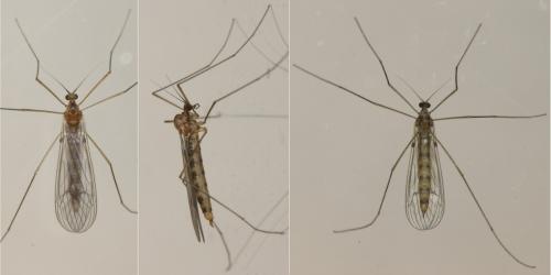 Trichocera annulata