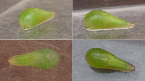 Melanostoma mellinum