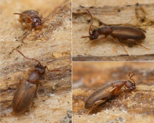 Endomia tenuicollis