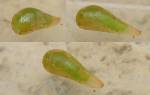 Melanostoma sp.