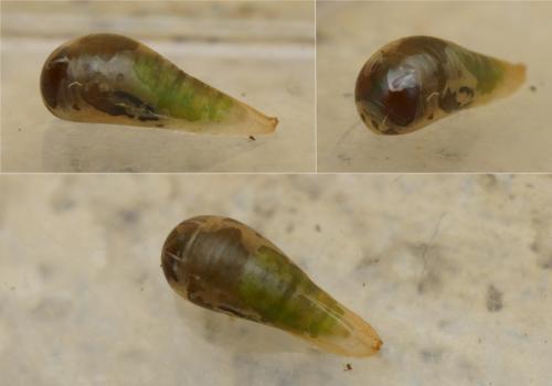 Melanostoma mellinum