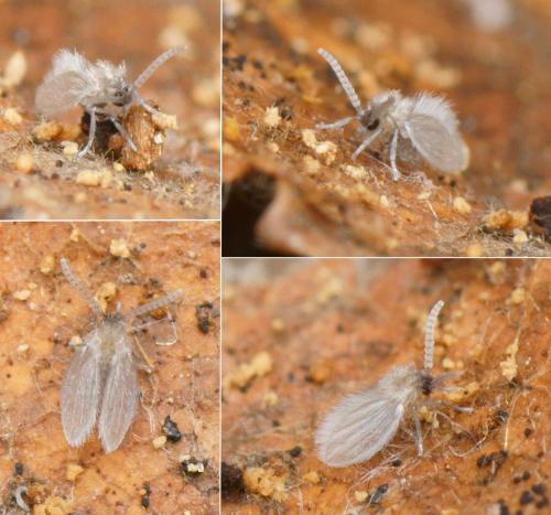 Réf. 134 581 : Psychoda sp.