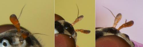 Réf. 134 635 : Melanostoma scalare
