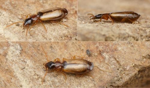 Philorhizus melanocephalus