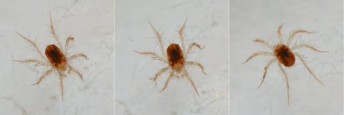 Erythracarus epigeus