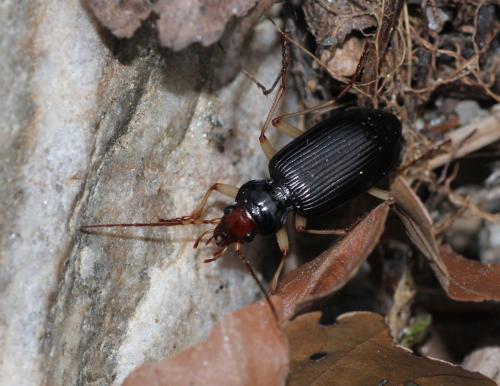 Réf. 134 143 : Nebria picicornis