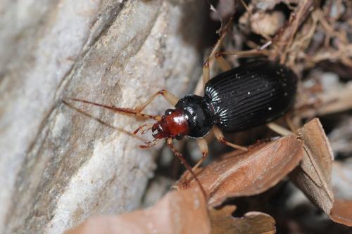 Réf. 134 144 : Nebria picicornis