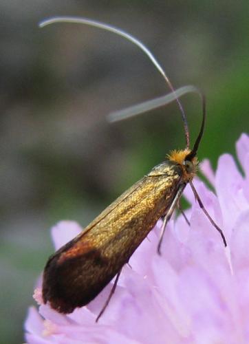 Nemophora metallica