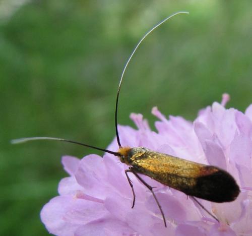 Nemophora metallica