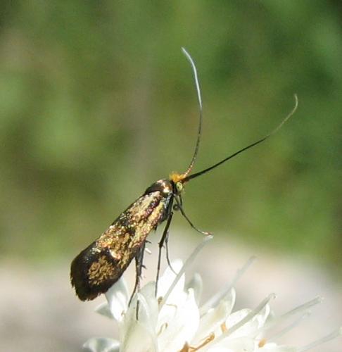 Réf. 134 169 : Nemophora pfeifferella