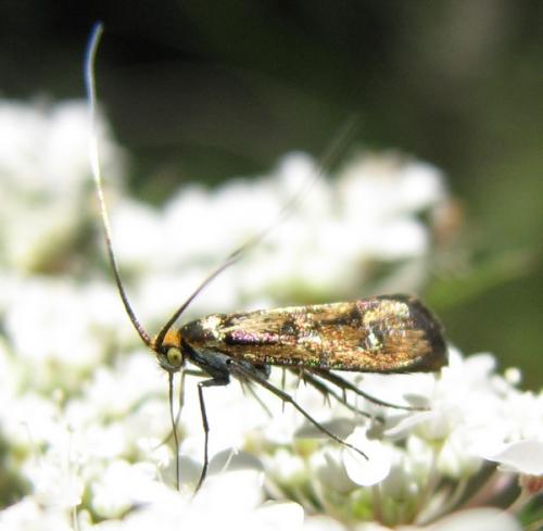Réf. 134 170 : Nemophora pfeifferella