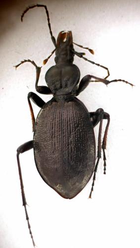 Réf. 134 763 : Cychrus attenuatus
