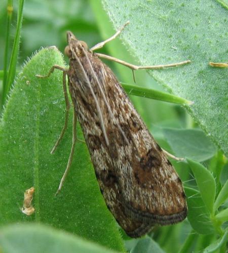 Nomophila noctuella