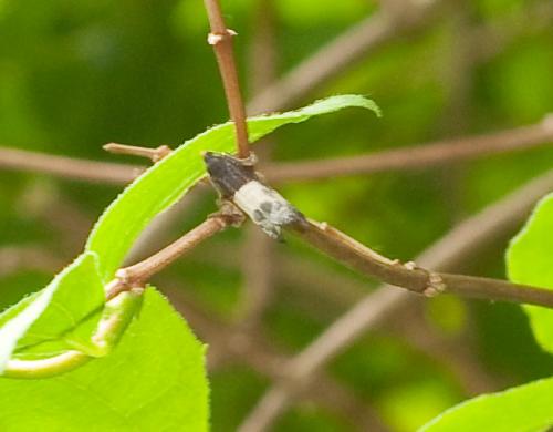 Notocelia cynosbatella