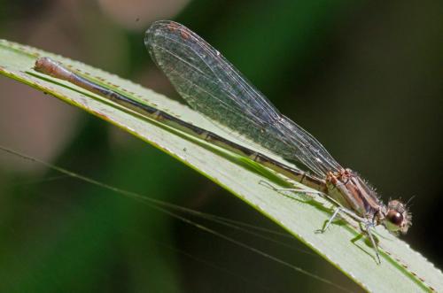 Argia gaumeri