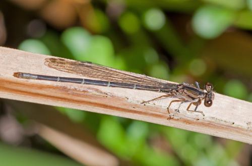 Réf. 134 997 : Argia sp.