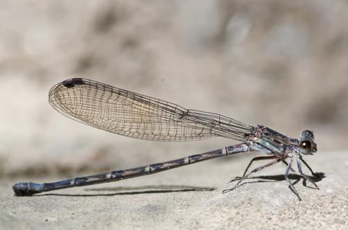Réf. 134 912 : Argia extranea
