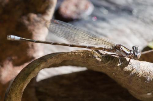 Réf. 134 921 : Argia gaumeri
