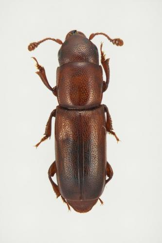 Pityophagus ferrugineus