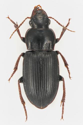 Harpalus attenuatus