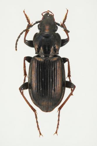 Pterostichus oblongopunctatus