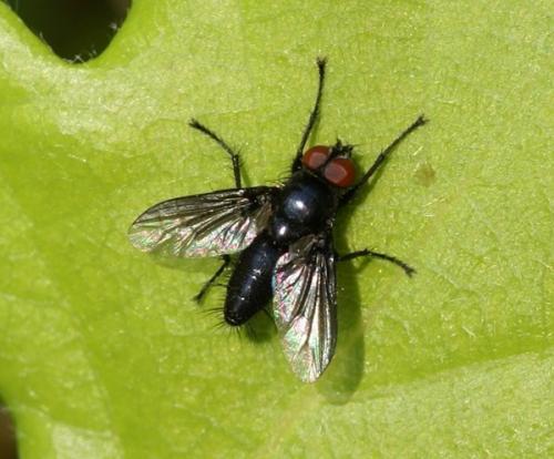 Nyctia halterata
