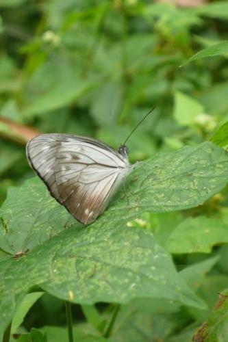 Pareronia sp.