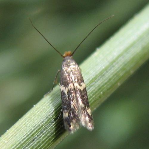 Réf. 134 687 : Oinophila v-flava