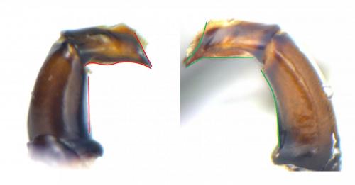 Onthophagus divers