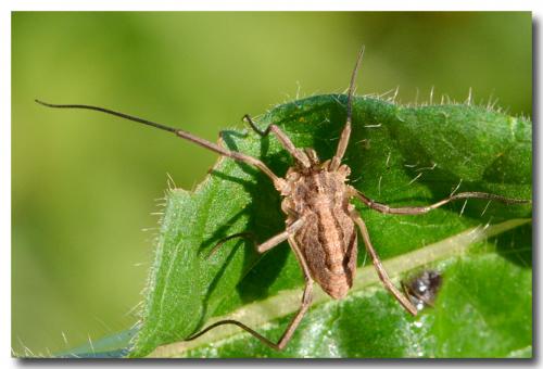 Odiellus troguloides