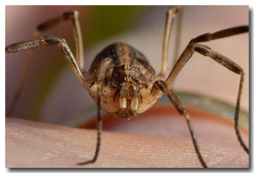 Odiellus troguloides
