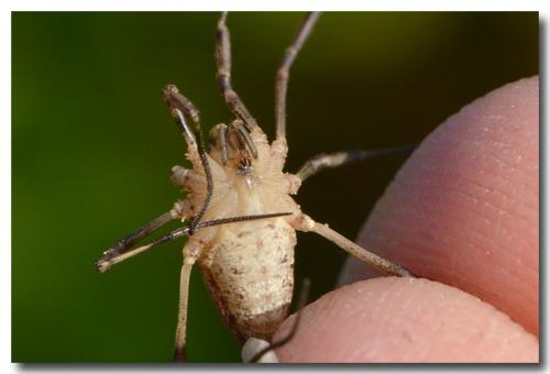 Odiellus troguloides