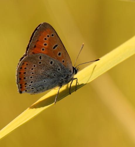 Lycaena dispar