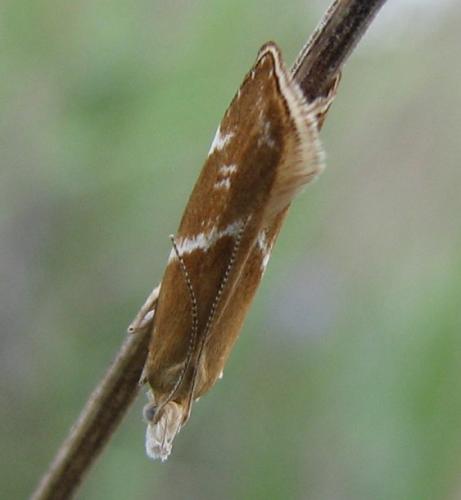 Orophia sordidella