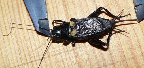 Gryllus bimaculatus