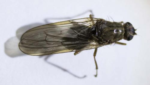 Dryomyza flaveola