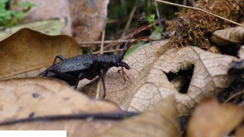 Psalidognathus sp.