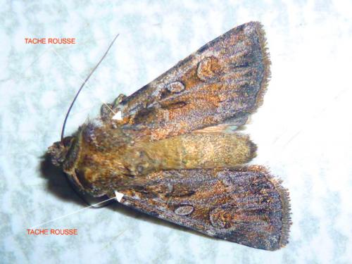 Réf. 134 670 : Euxoa sp.
