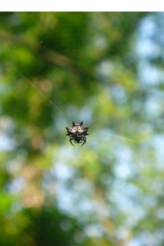 Gasteracantha kuhli