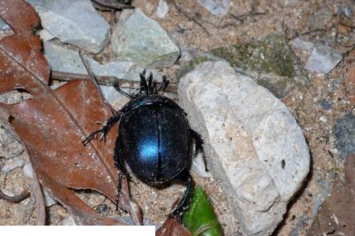 Enoplotrupes sharpi