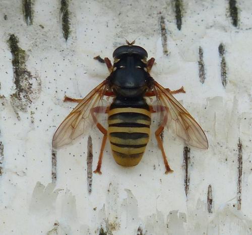 Temnostoma apiforme