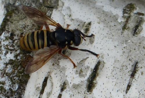 Temnostoma apiforme