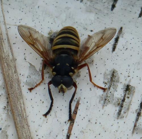 Temnostoma apiforme