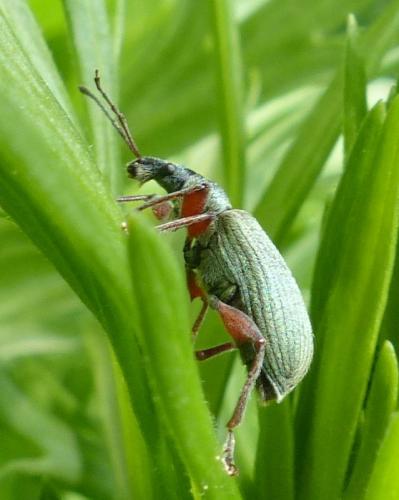 Phyllobius glaucus