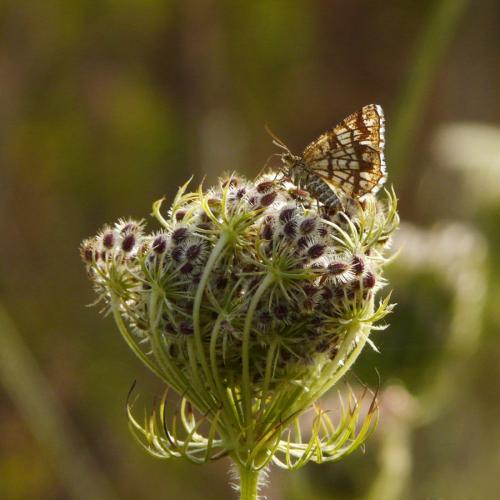 Chiasmia clathrata